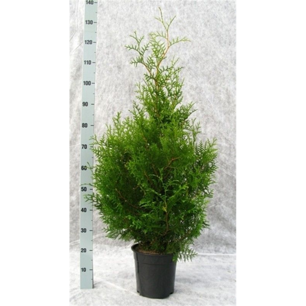 Thuja occidentalis 'Brabant'.