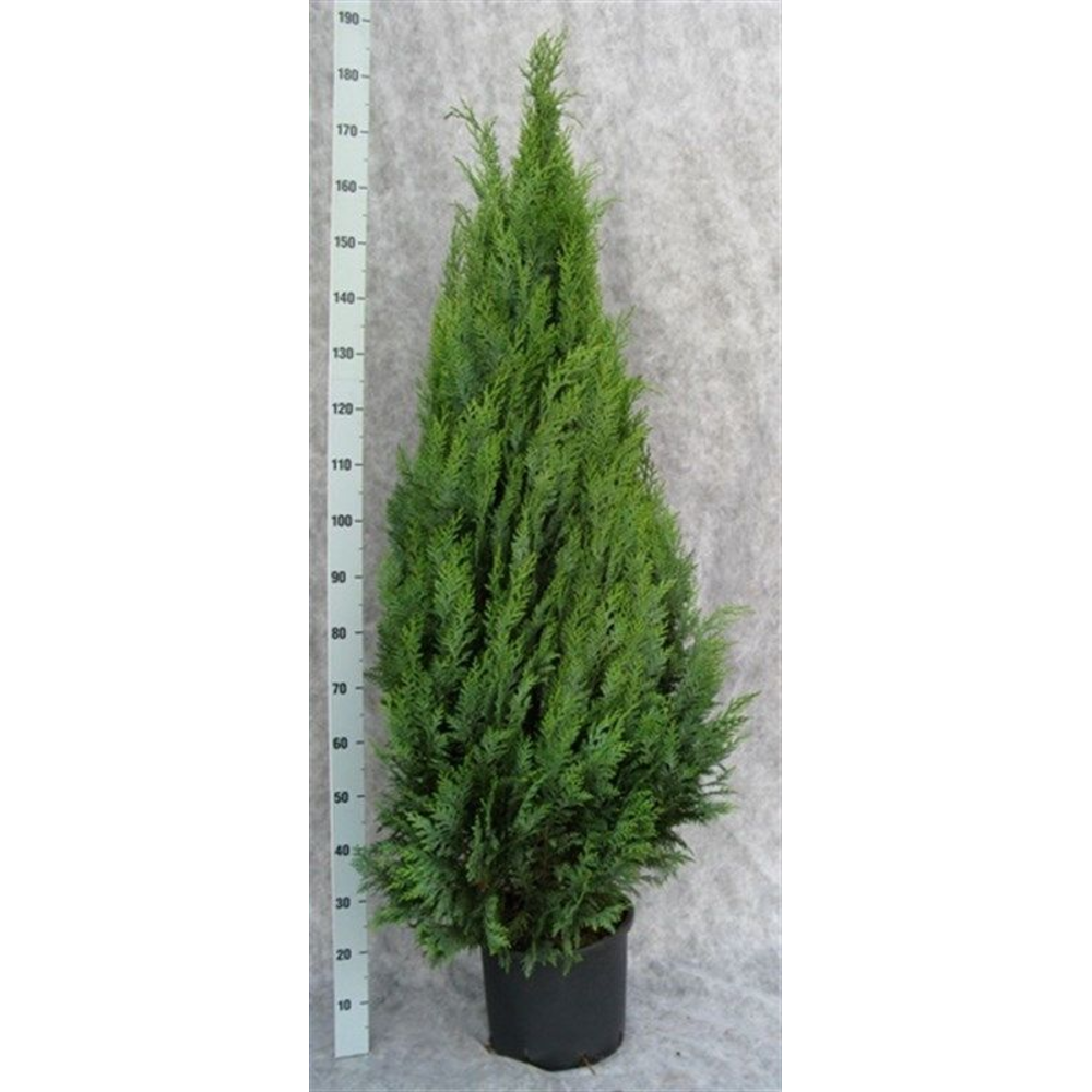 Chamaecyparis lawsoniana 'White Spot'.
