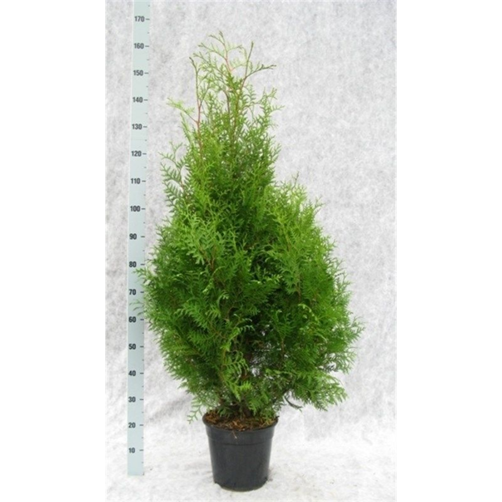 Thuja occidentalis 'Brabant'.