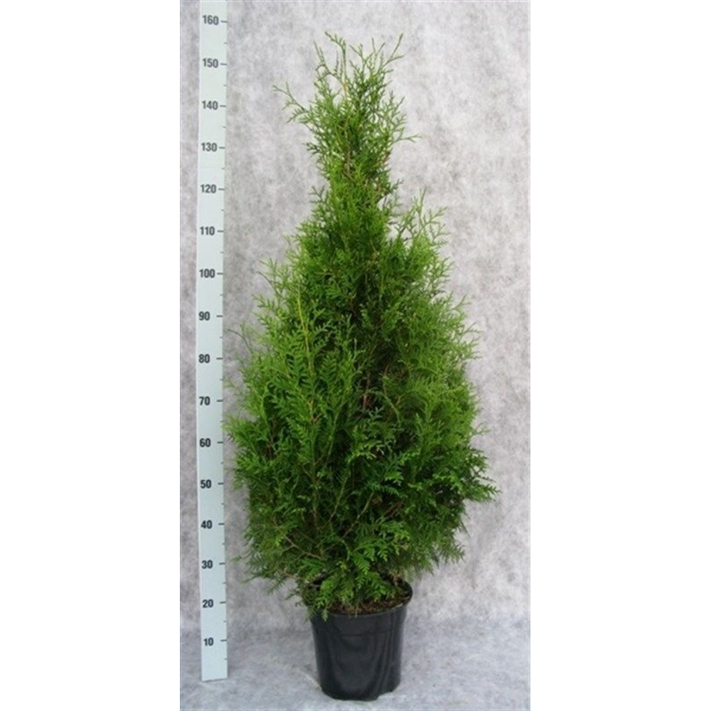 Thuja occidentalis 'Brabant'.