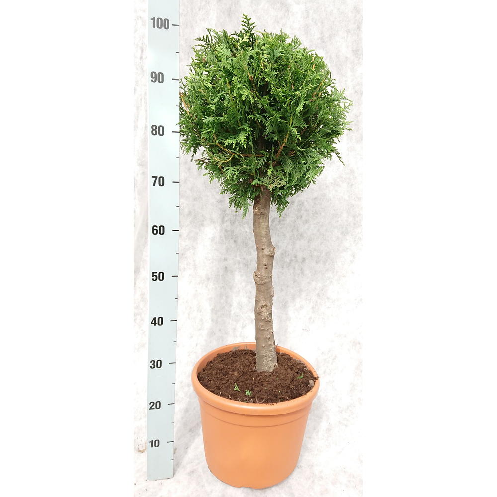 Thuja occidentalis 'Brabant' Op Stam.