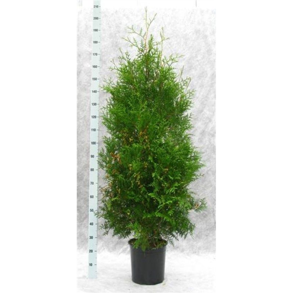 Thuja occidentalis 'Brabant'.