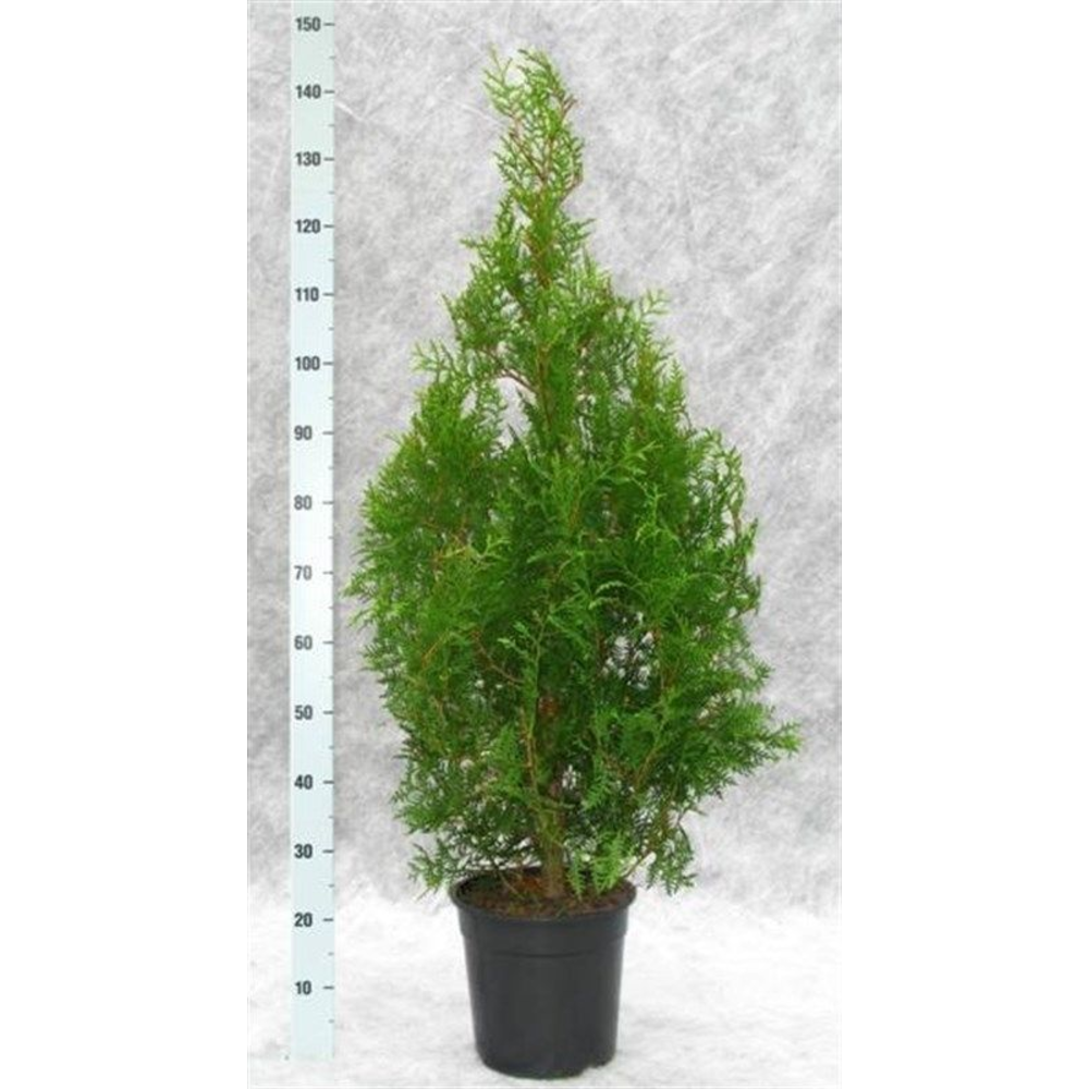 Thuja occidentalis 'Brabant'.