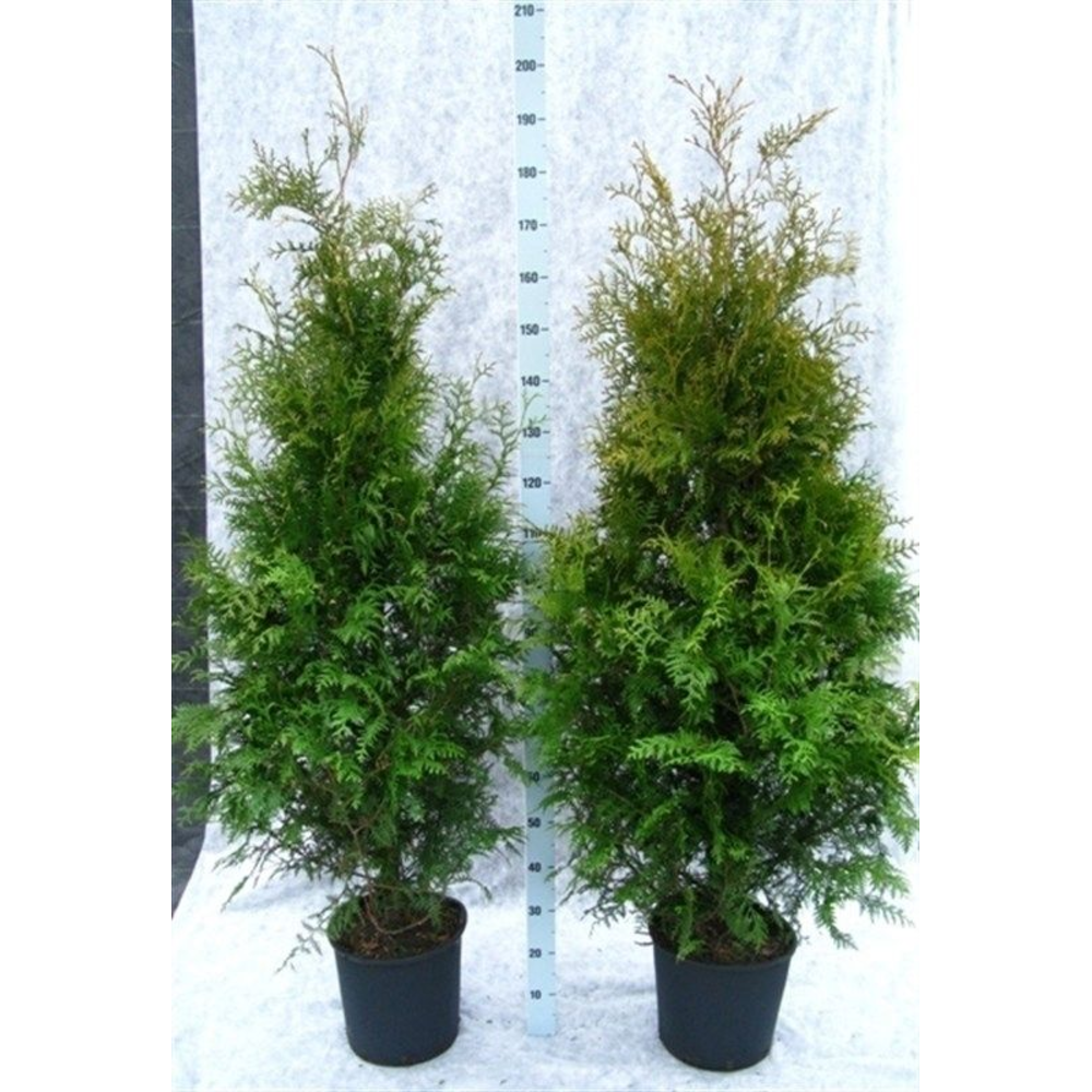 Thuja occidentalis 'Brabant'.