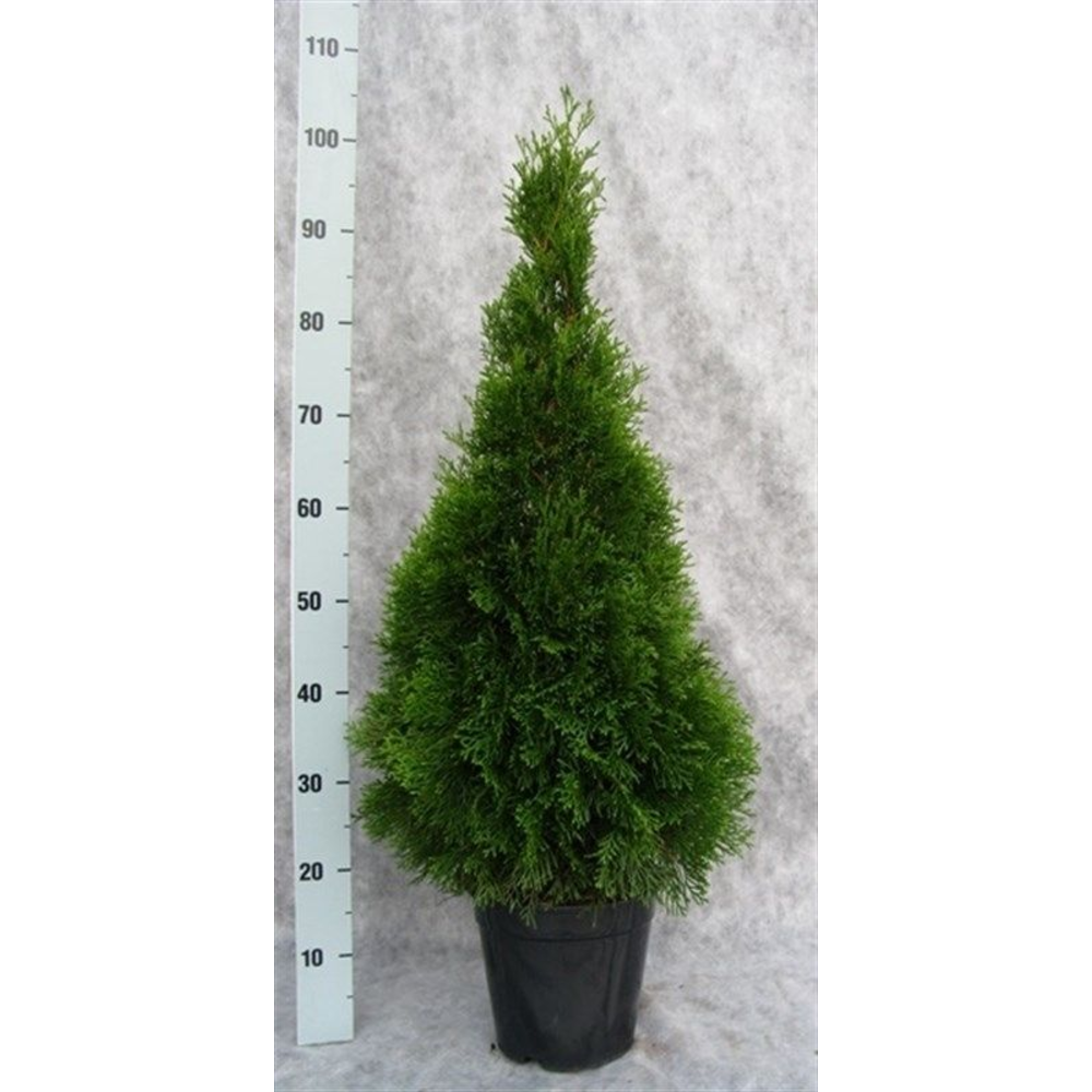Thuja occidentalis 'Smaragd'.