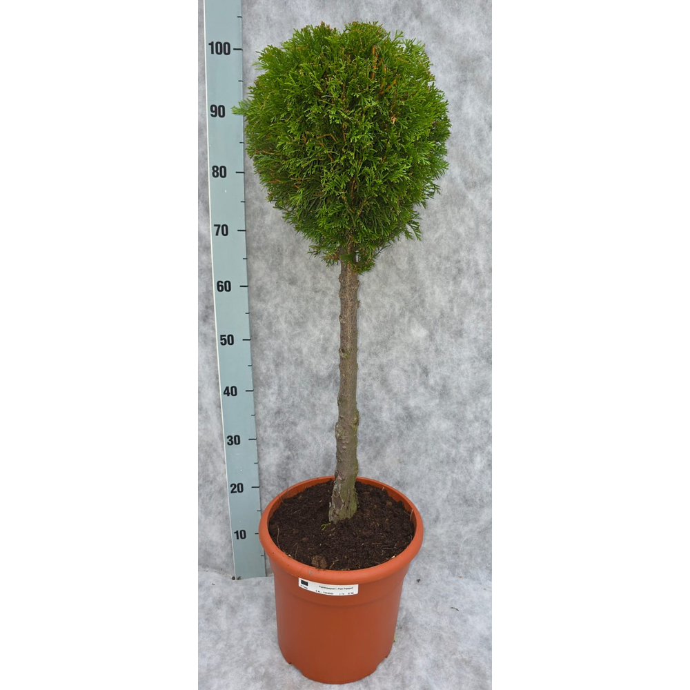 Thuja occ. Smaragd 100 Op Stam.