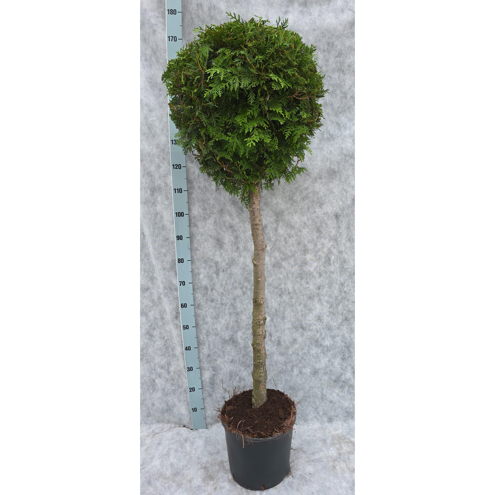 Thuja occ. Brabant 170 Op Stam (kopie).