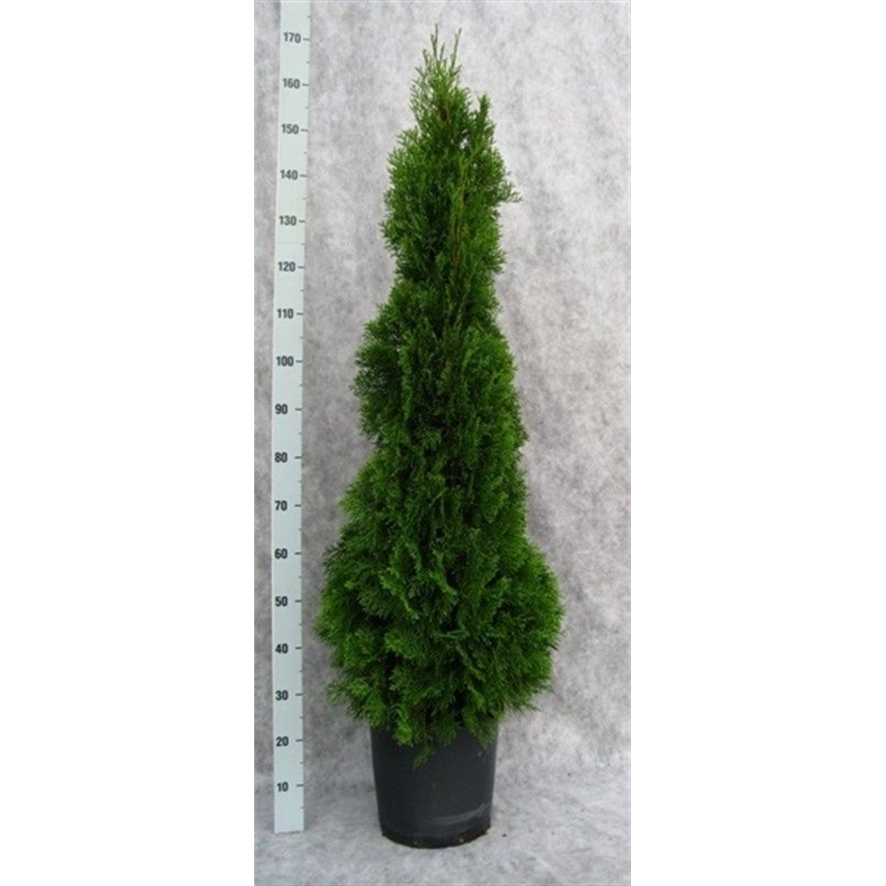 Thuja occidentalis 'Smaragd'.