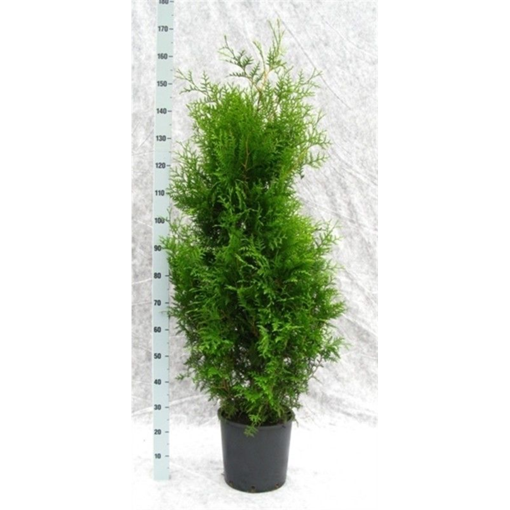 Thuja occidentalis 'Brabant'.