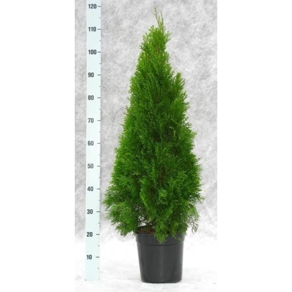 Thuja occidentalis 'Smaragd'.