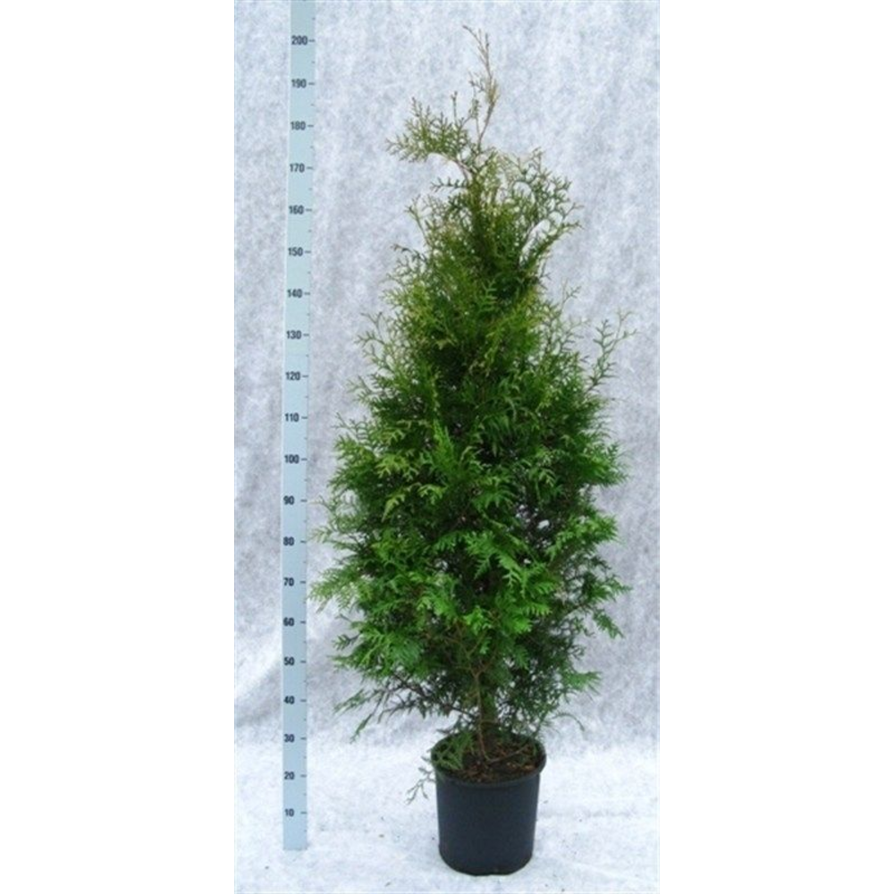 Thuja occidentalis 'Brabant'.