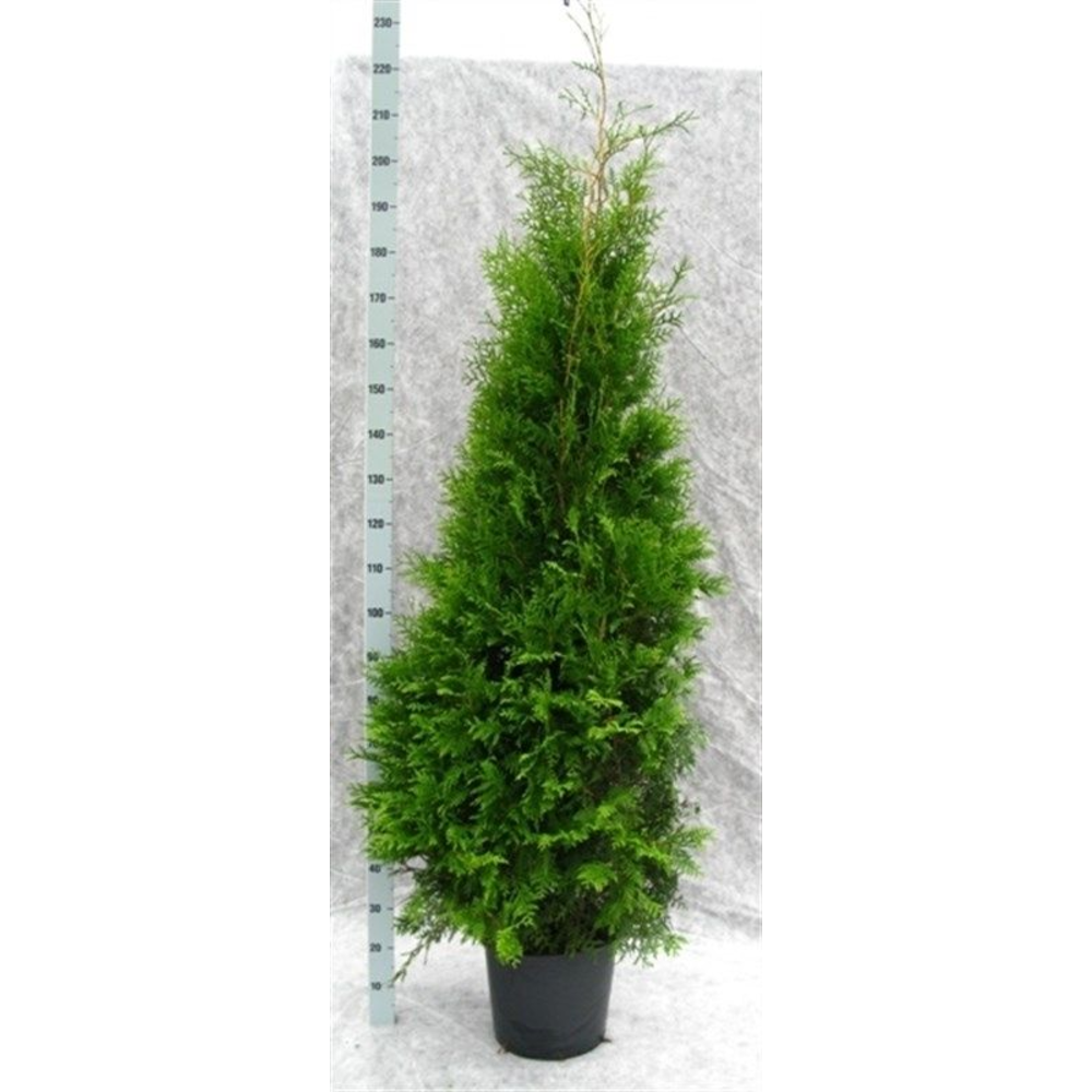 Thuja occidentalis 'Brabant' 230.
