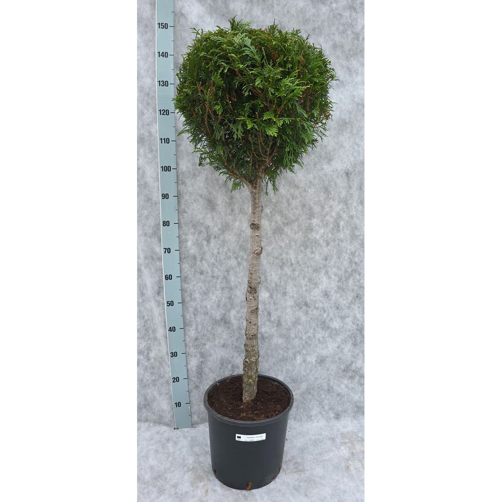 Thuja pl. Atrovirens 150.