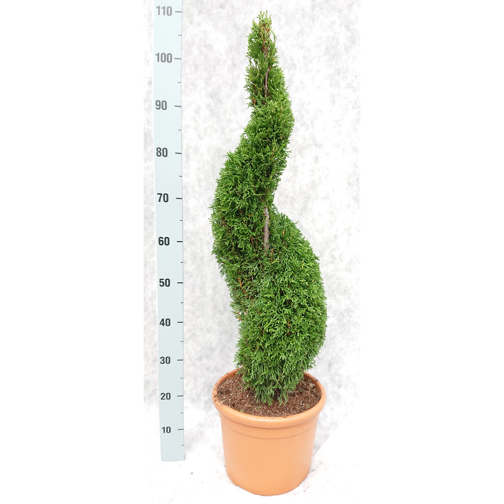Thuja occ. Smaragd 'Spiraal'.