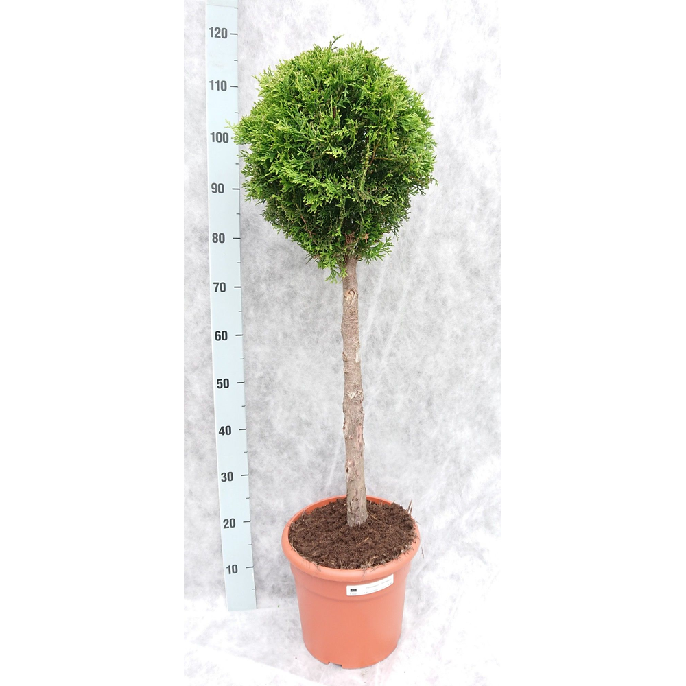 Thuja occ. Smaragd Op Stam 110.