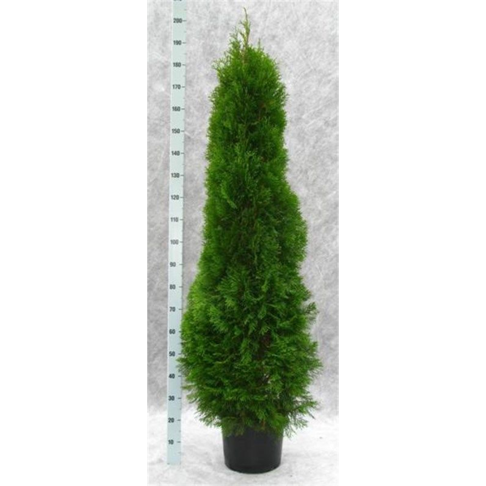 Thuja occidentalis 'Smaragd'.