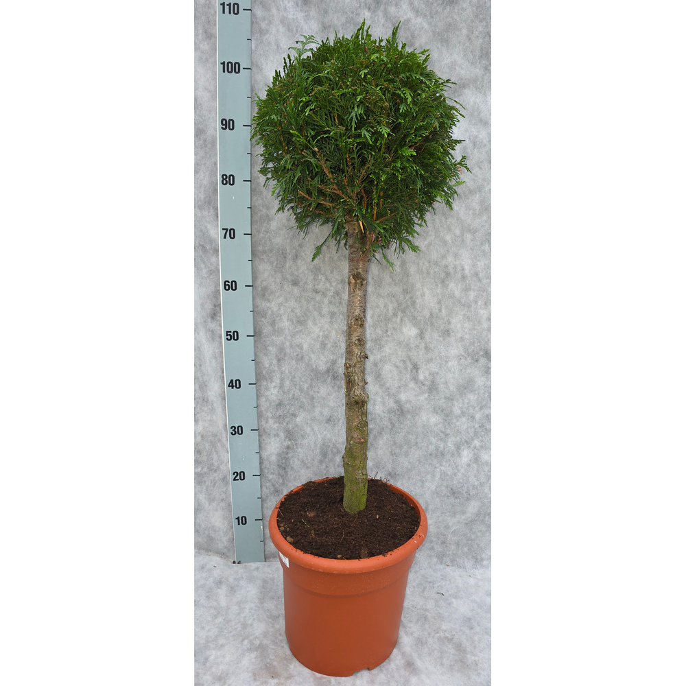 Thuja pl. Atrovirens 110 Op Stam.