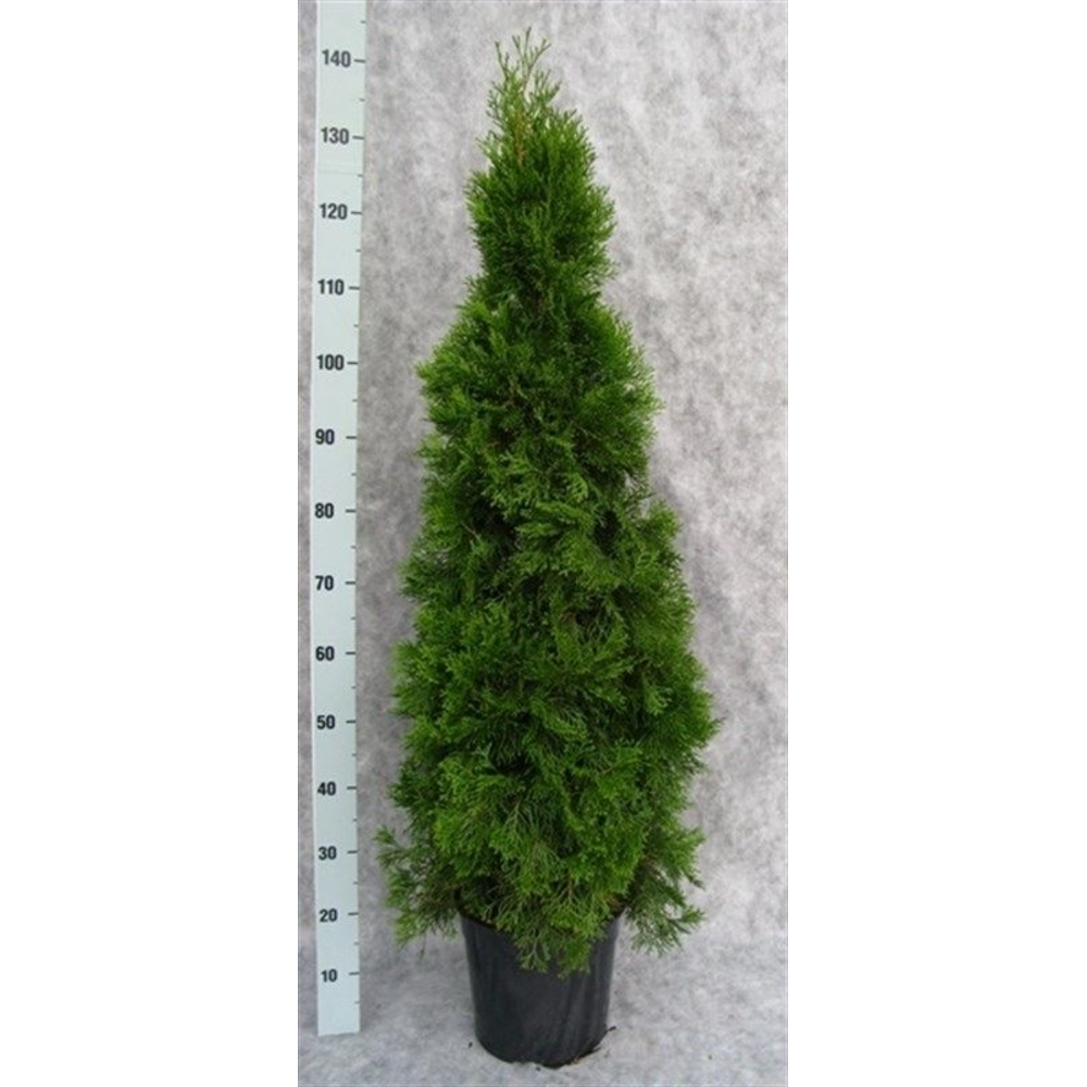 Thuja occidentalis 'Smaragd'.