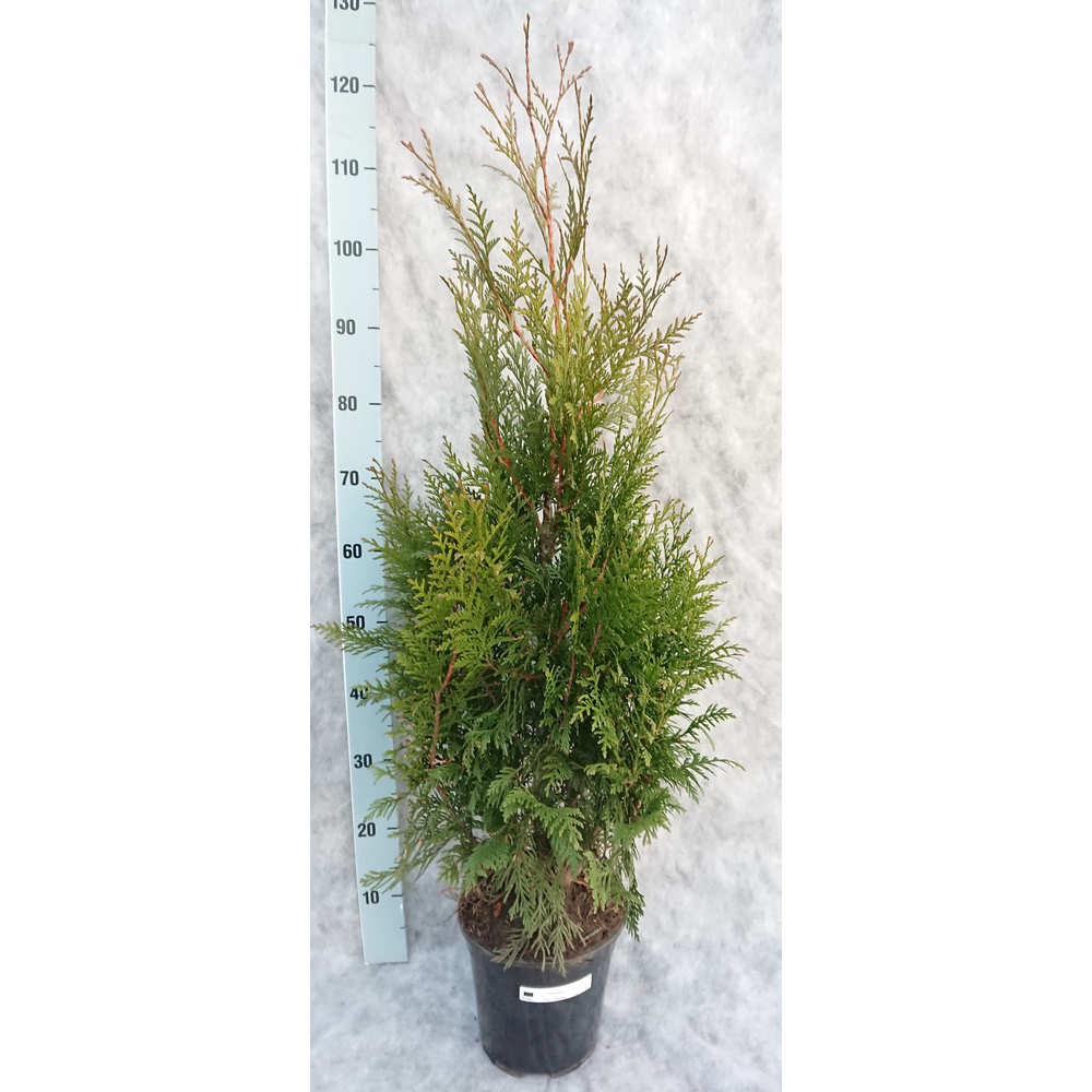 Thuja plicata Excelsa 105.