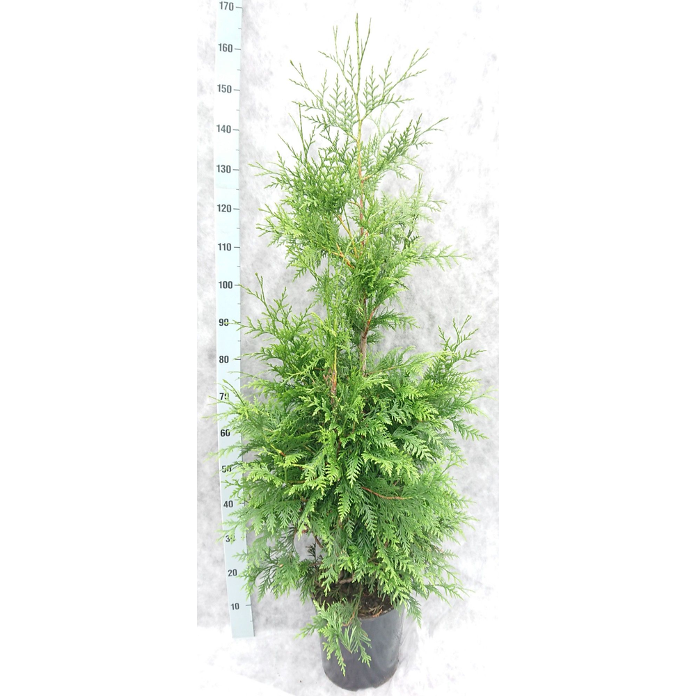 Thuja pl. Excelsa 150.