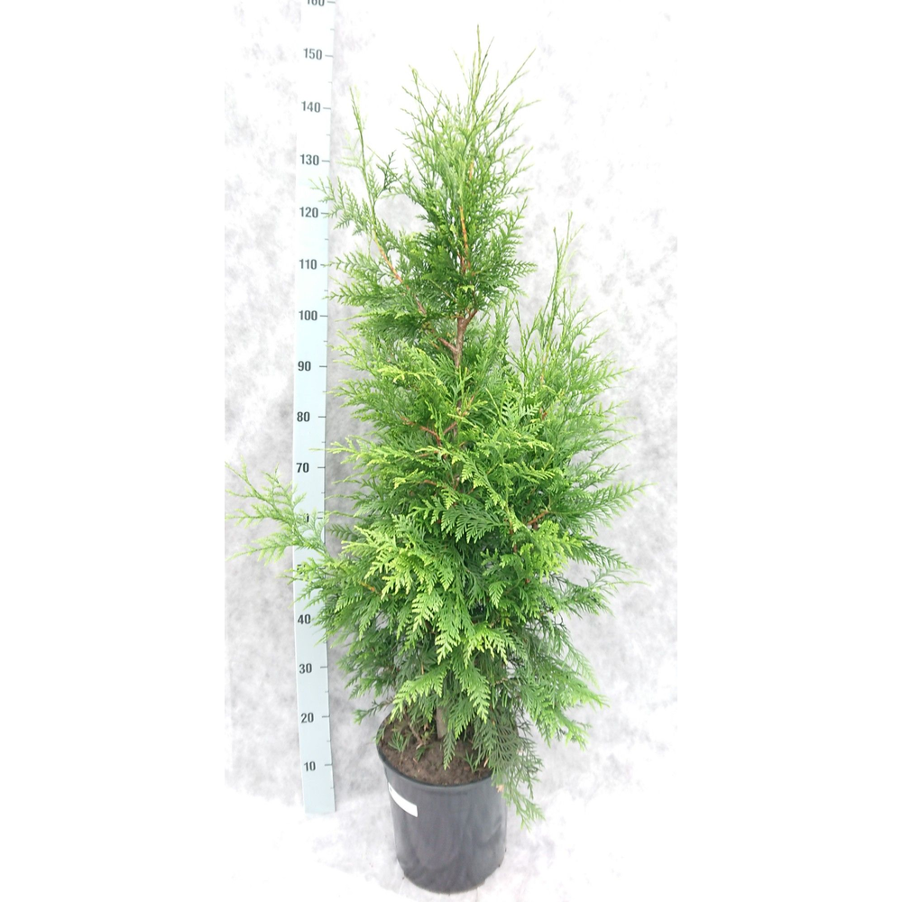 Thuja pl. Excelsa 140.