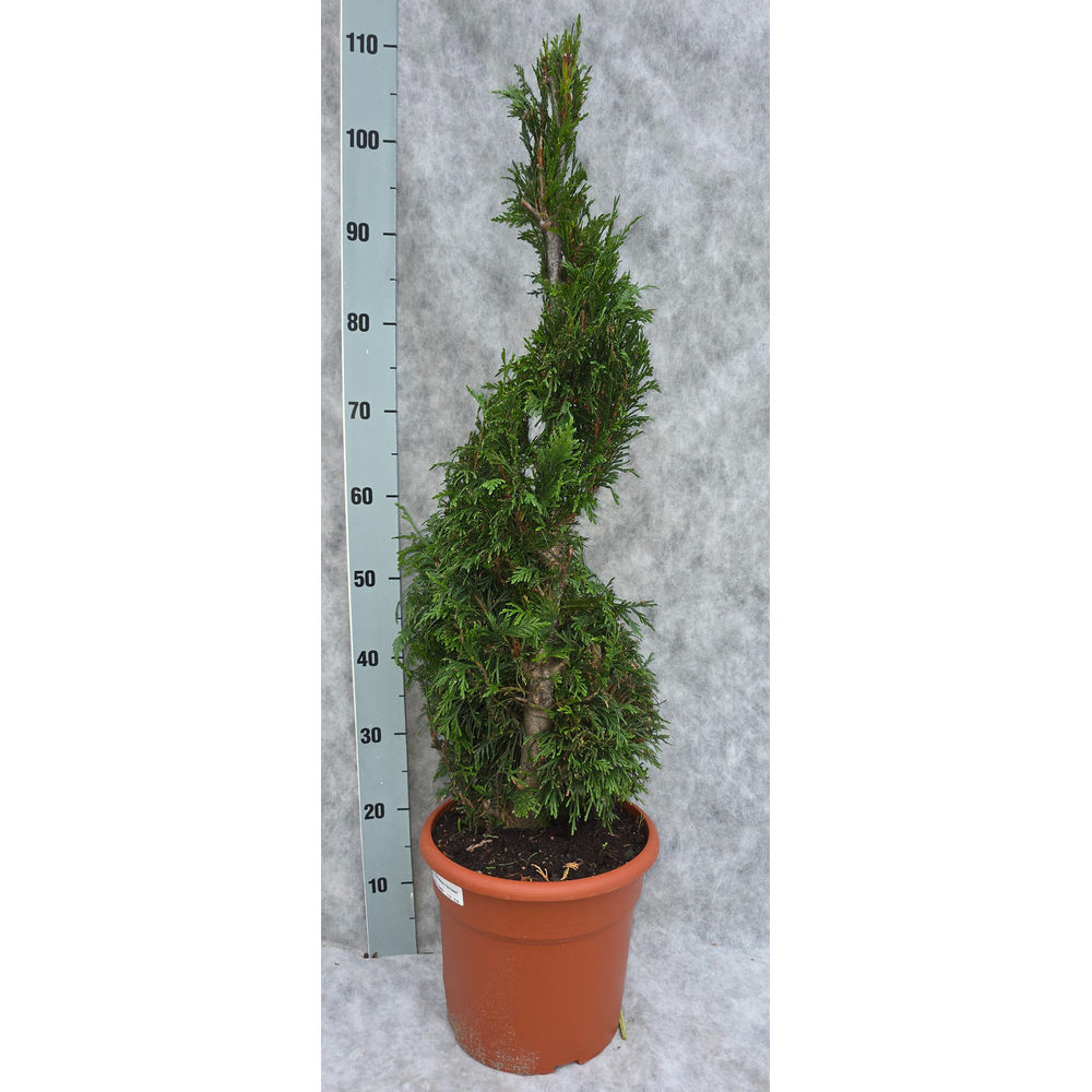 Thuja pl. Excelsa 110 Spiraal.