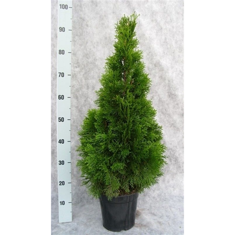 Thuja occidentalis 'Smaragd'.
