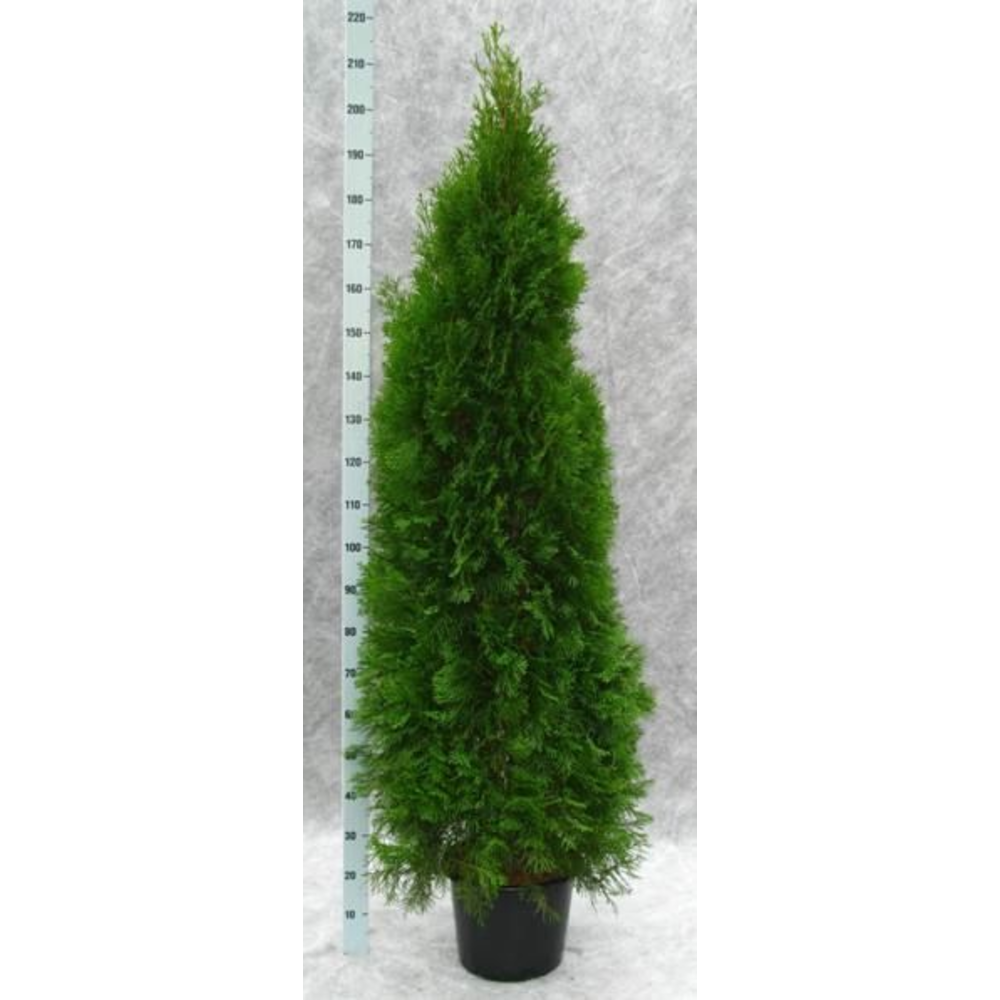 Thuja occidentalis 'Smaragd'.