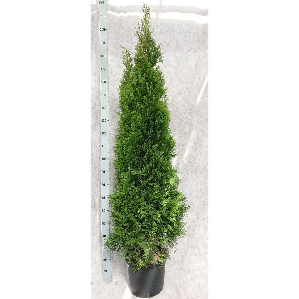 Thuja occidentalis 'Smaragd'.