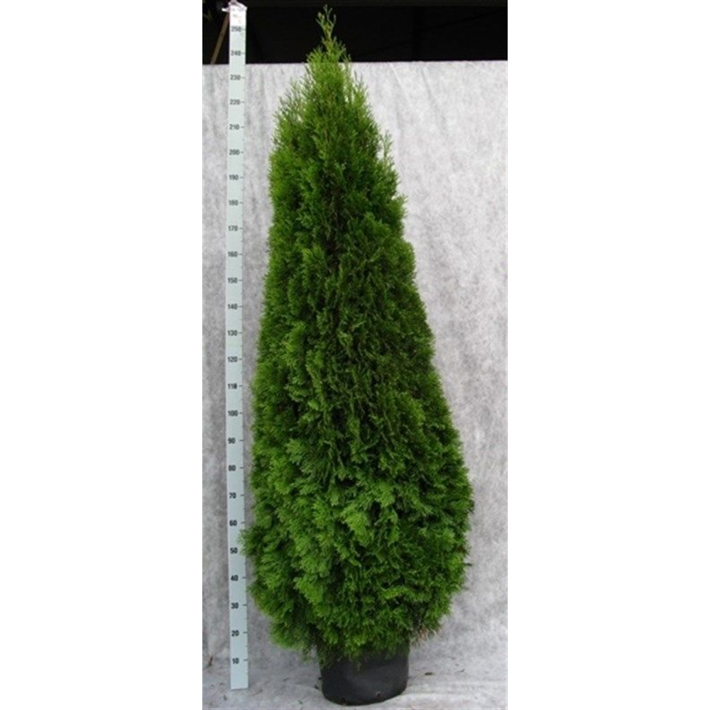 Thuja occidentalis 'Smaragd'.