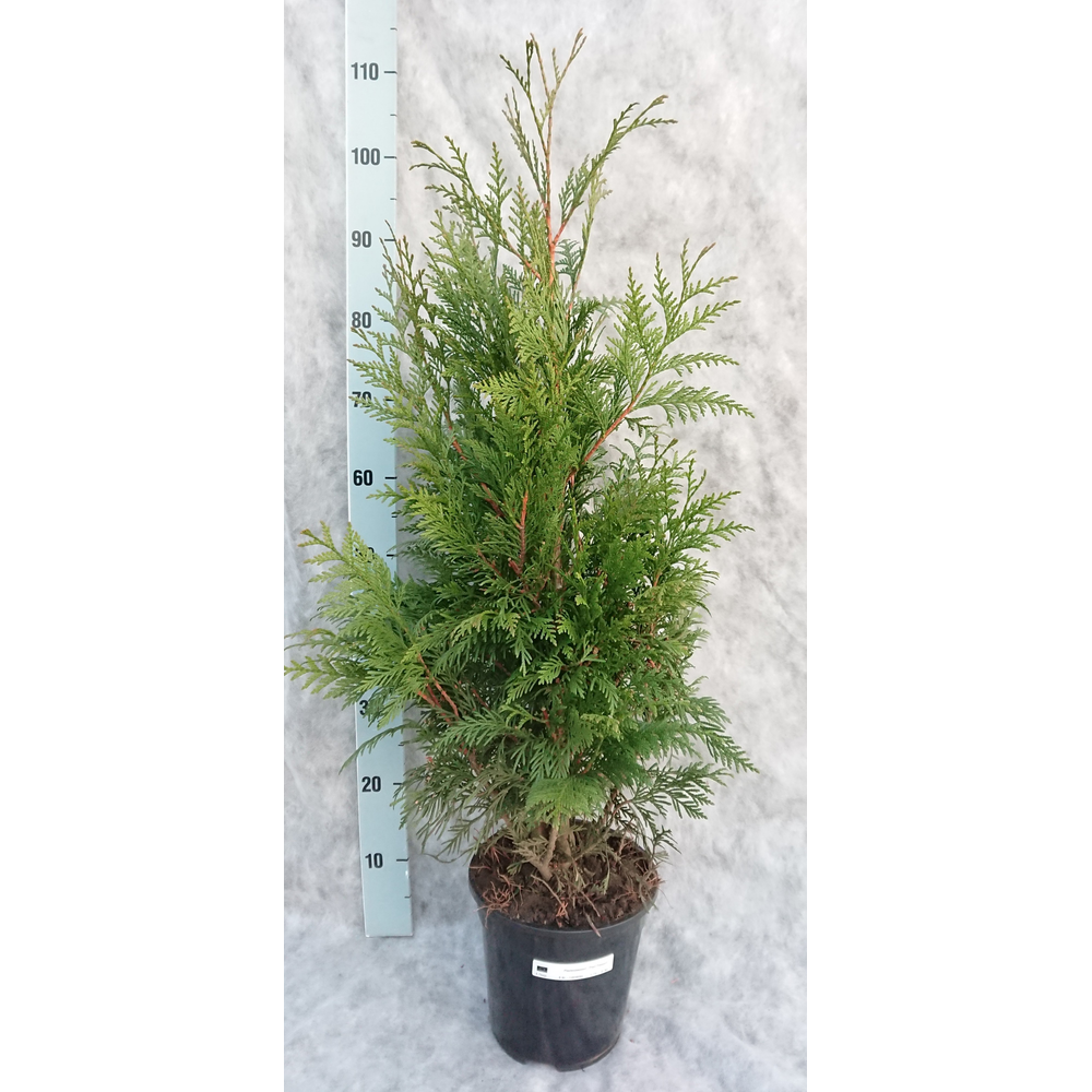 Thuja plicata Excelsa 95.