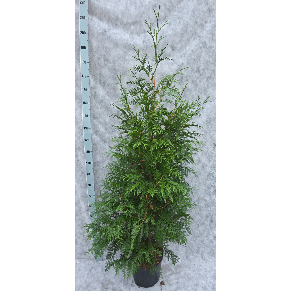 Thuja plicata Excelsa 200.