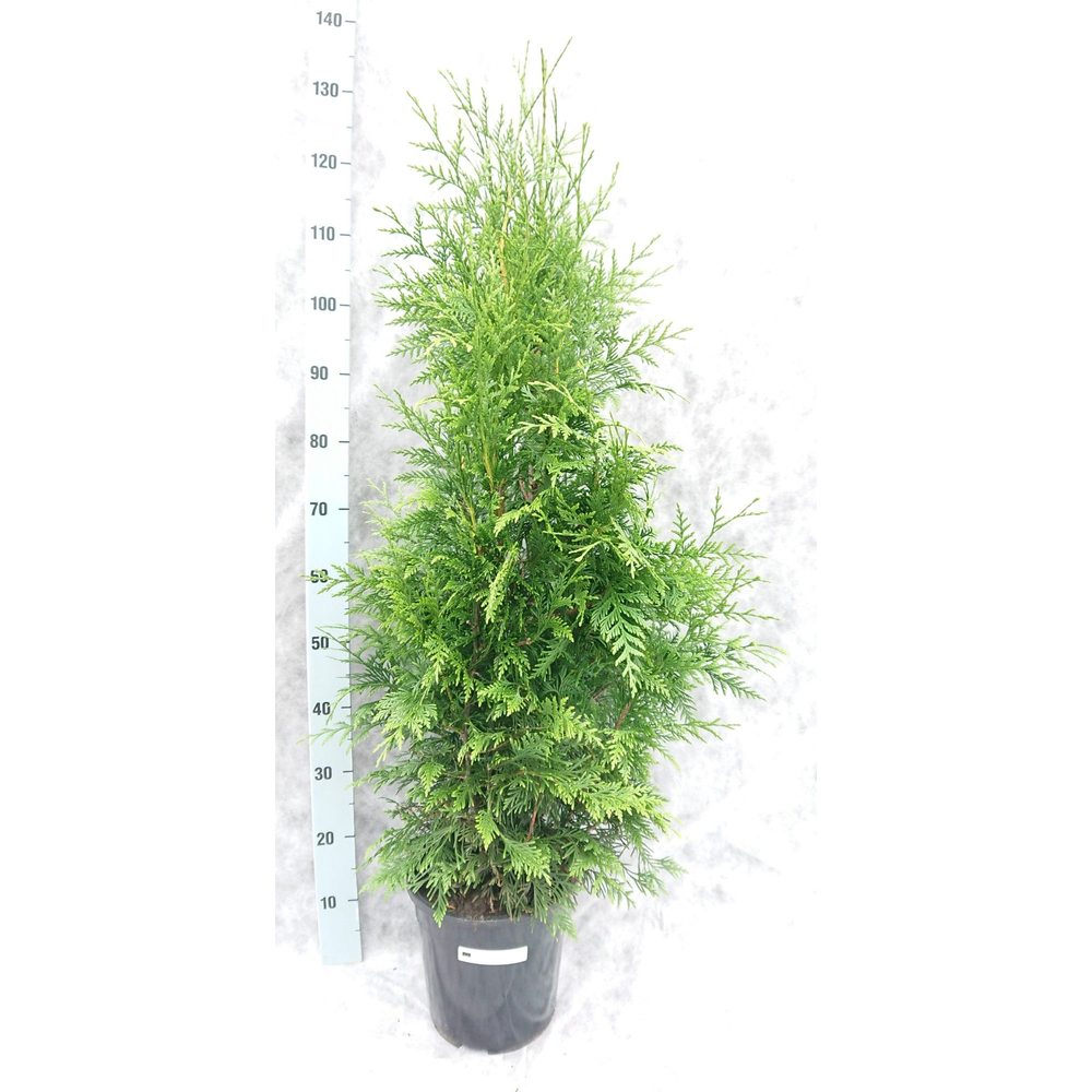 Thuja pl. Excelsa 120.