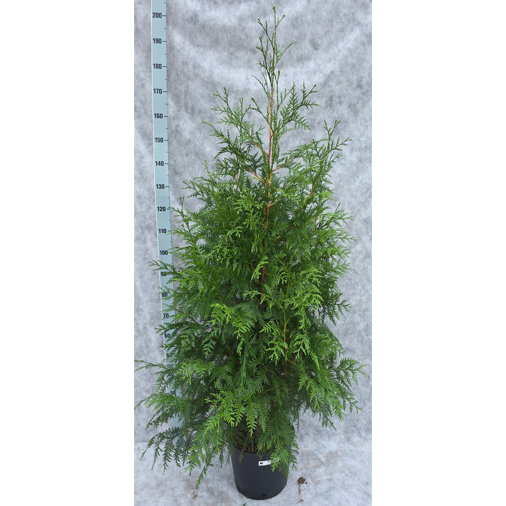 Thuja pl. Excelsa 190.