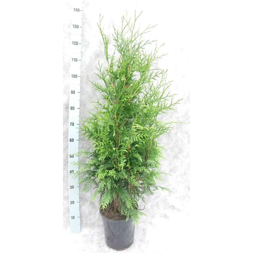 Thuja pl. Excelsa 130.
