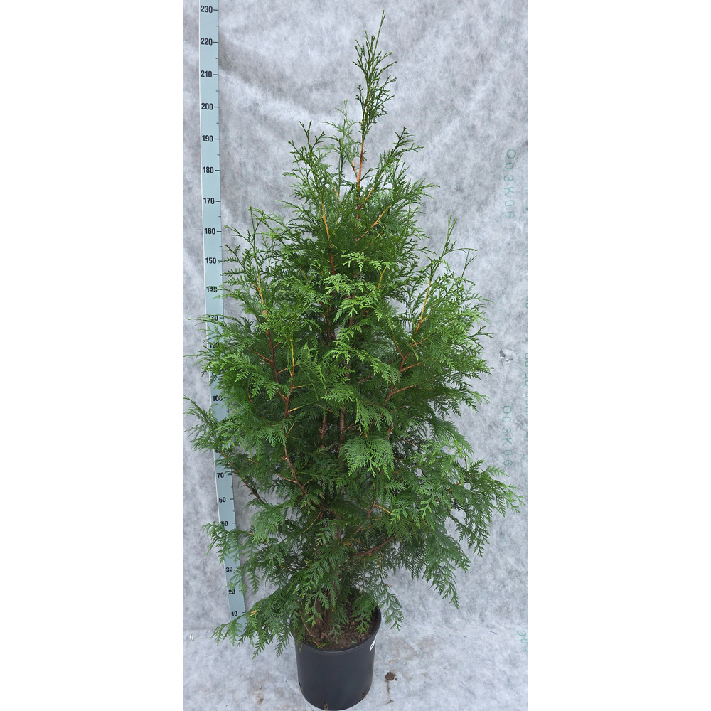 Thuja plicata Excelsa 210.
