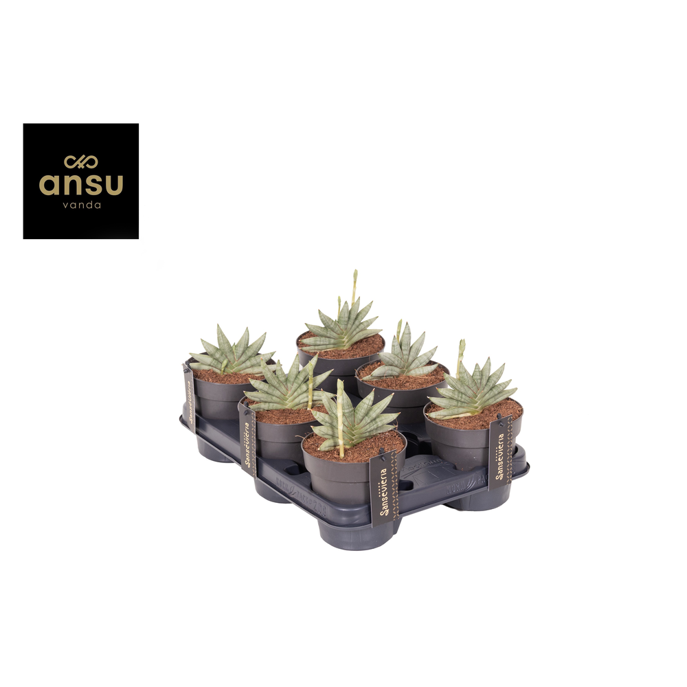 Sansevieria Inti Mini No. 3.