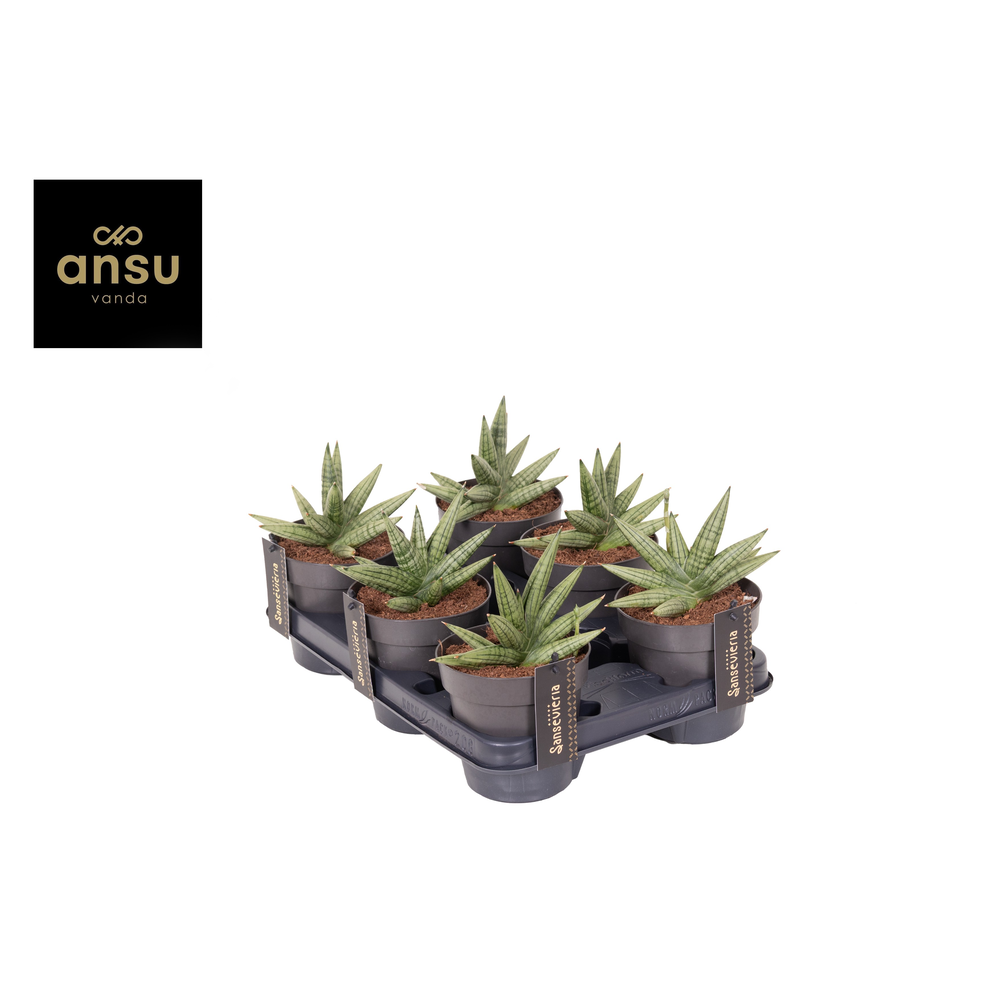 Sansevieria Inti Mini No. 4.