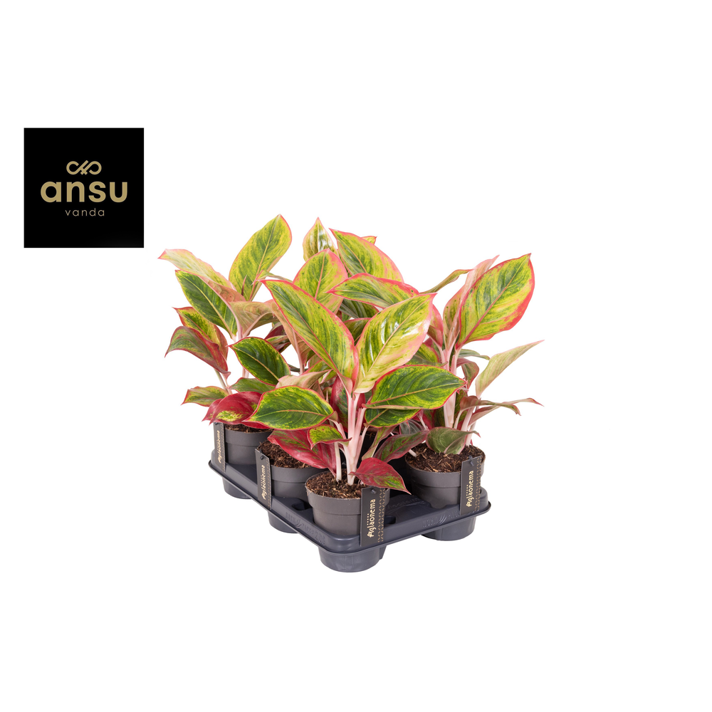 Aglaonema Jamaica Red.