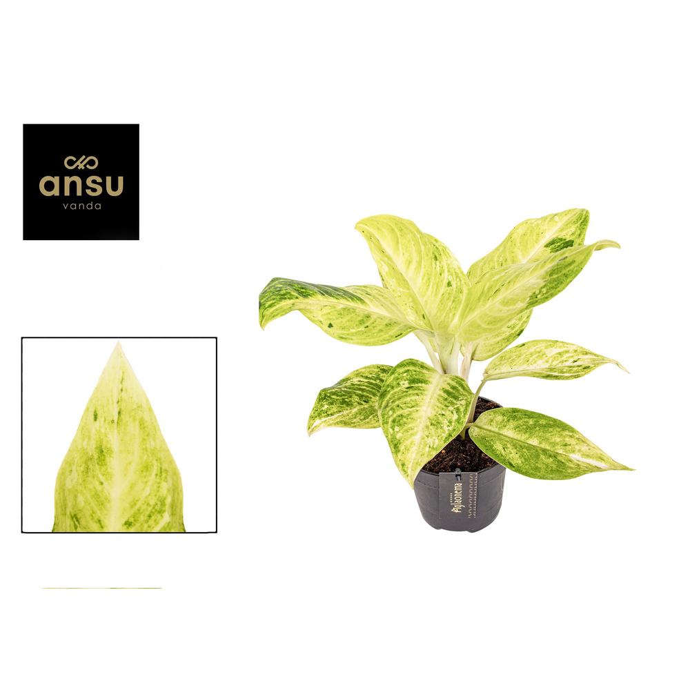 Aglaonema Citronelle.