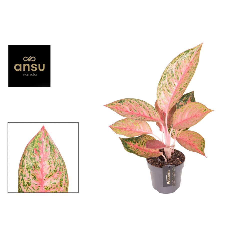 Aglaonema Tango Pink.