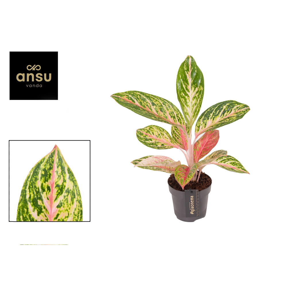 Aglaonema Coco Melon.