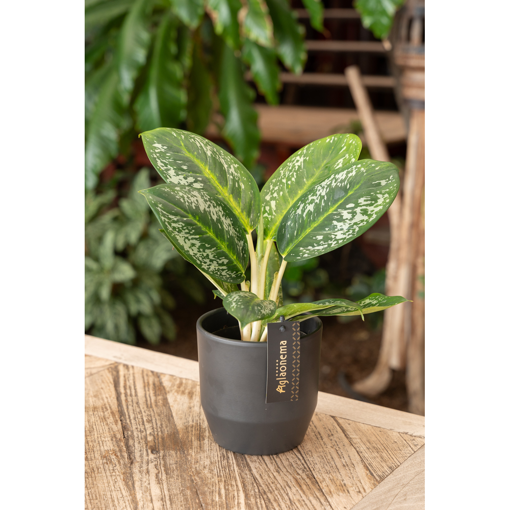 Aglaonema Onyx Green.
