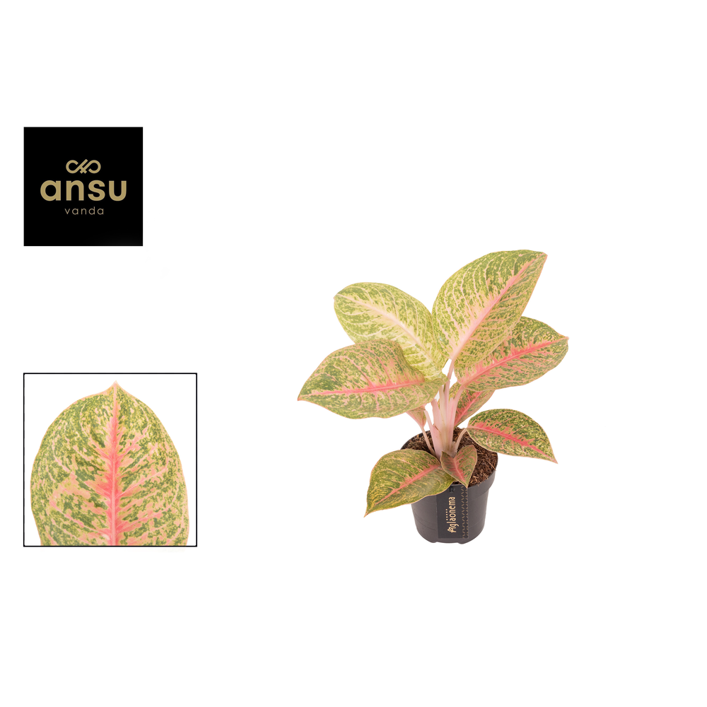 Aglaonema Vermillion Red.