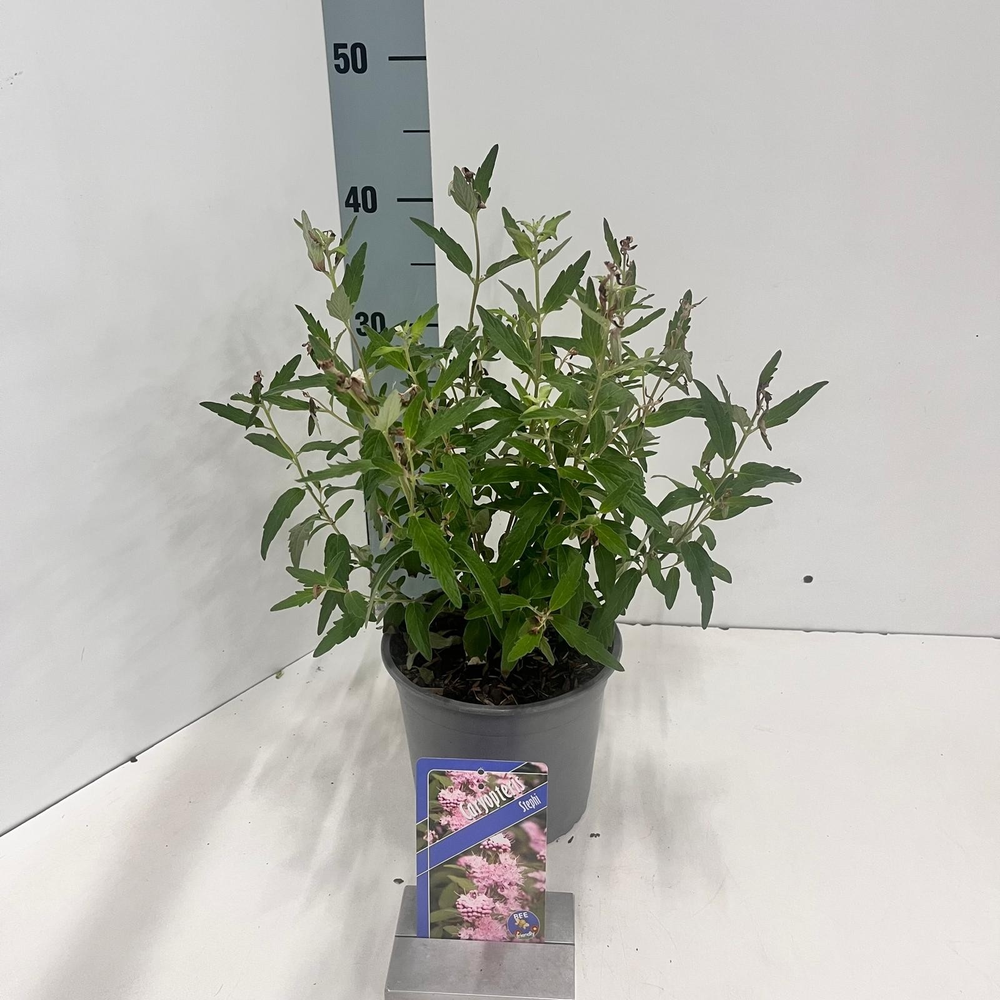 Caryopteris Stephi ('Lissteph'PBR).