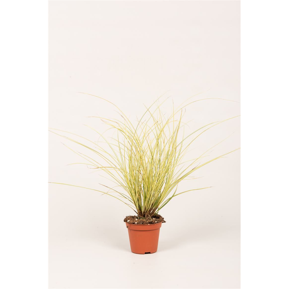 Carex brun. 'Jenneke'®.