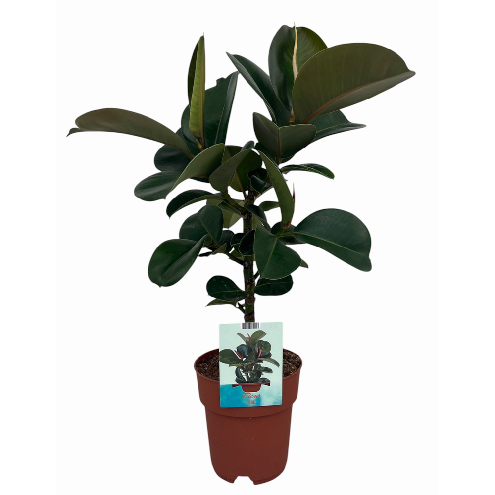 Ficus elastica Cloe (Peat Free / Veenvrij).