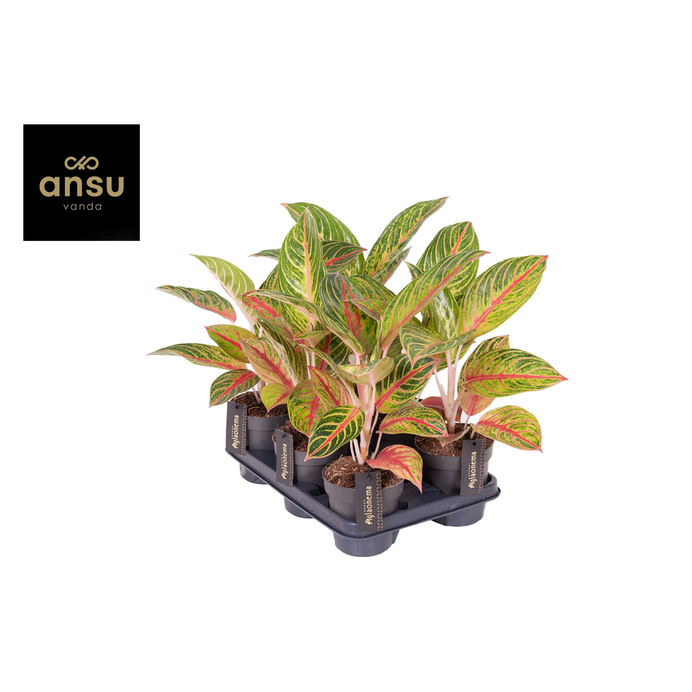 Aglaonema Red Okapi.