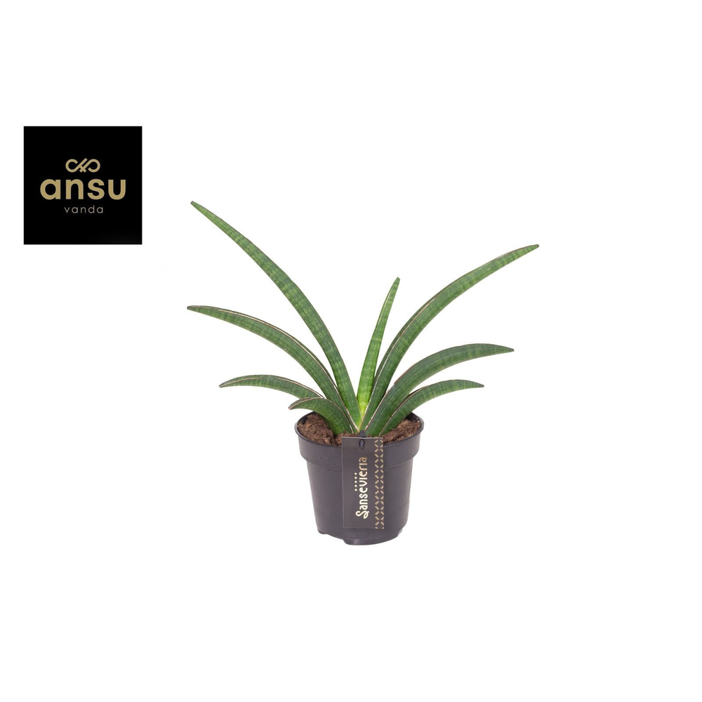 Sansevieria Tiara Grand Gazelle.
