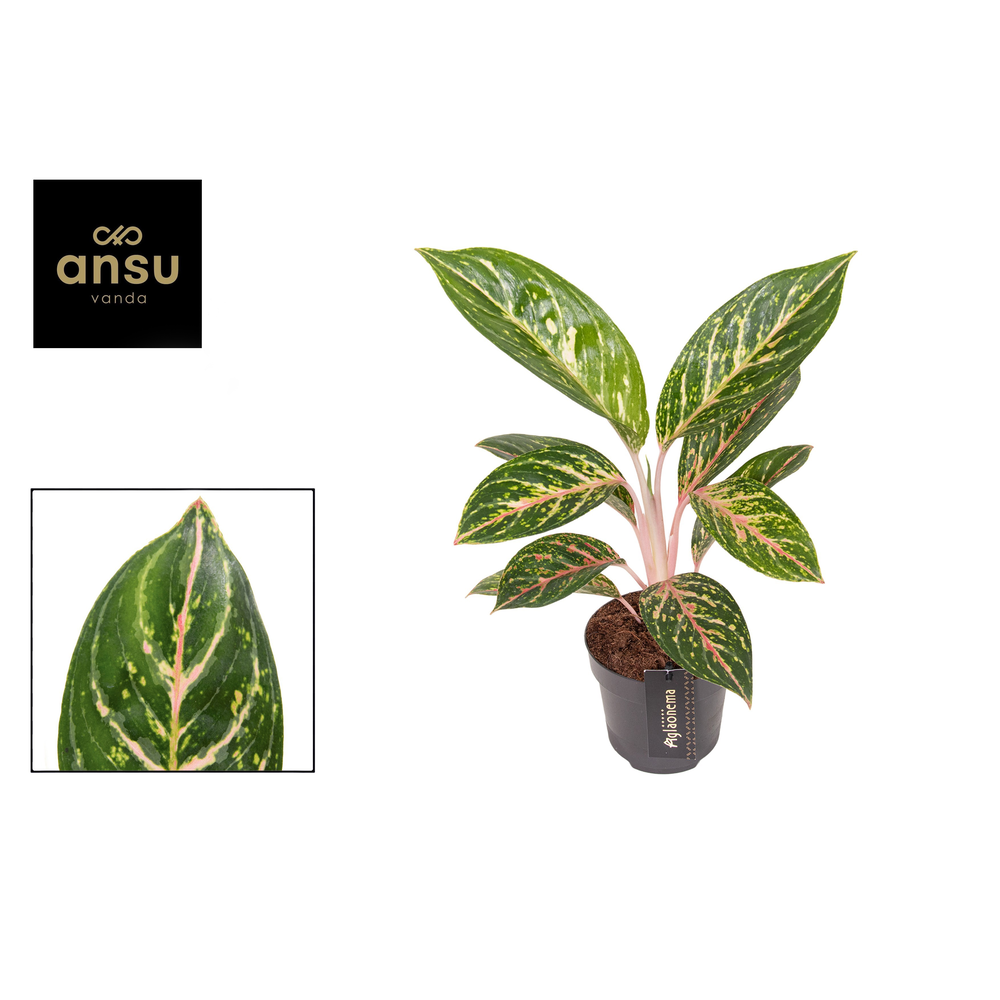 Aglaonema Coco Green.